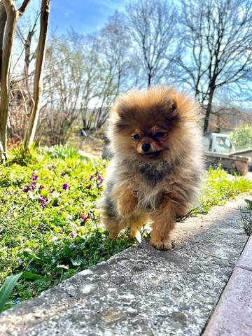 Margot 7 mesi
