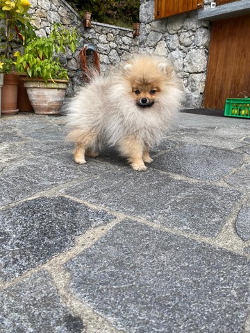 Muffin 4 mesi