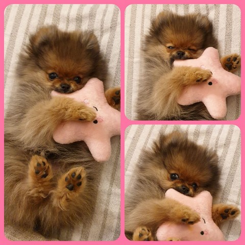 Cleo