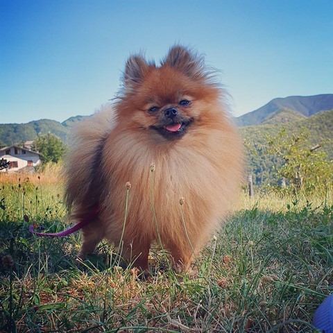 Cleo