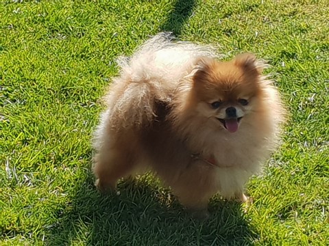 Cora