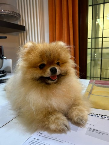 Alfio