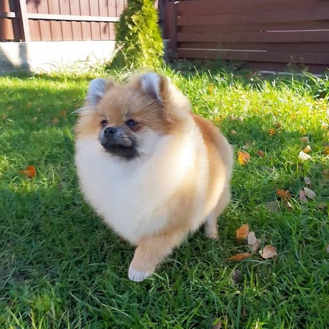 Roxy